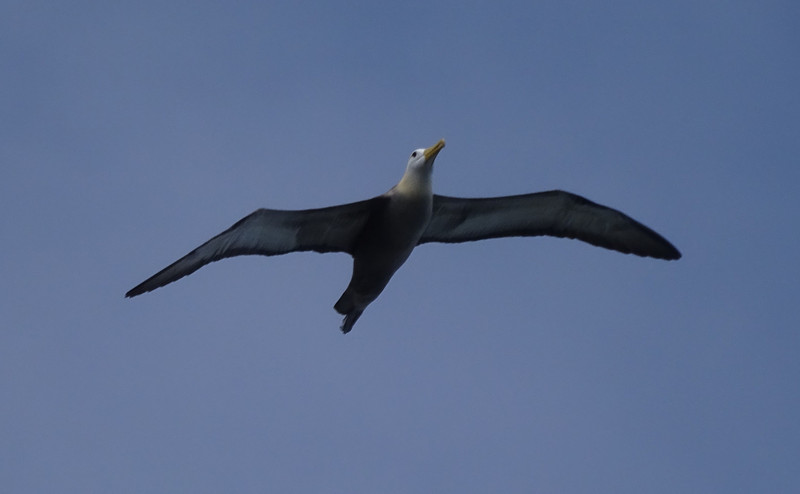Waved Albatross In-Flight