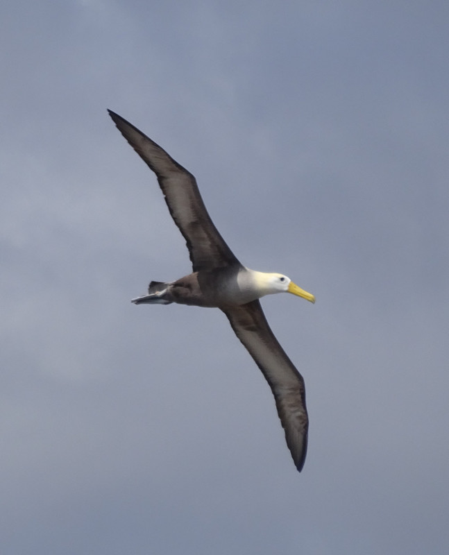 Waved Albatross In-Flight
