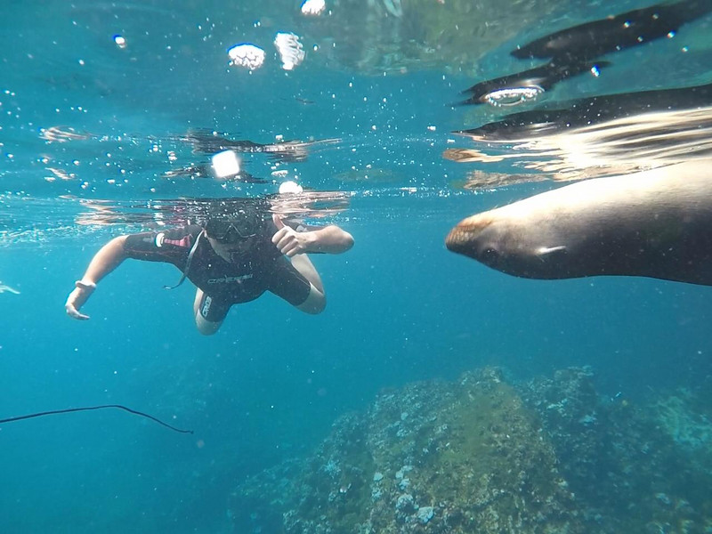 Me, Swimming with Sea Lions
