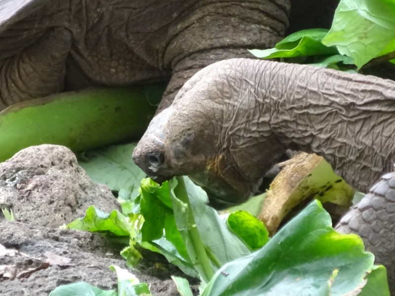 Giant Tortoise Eating