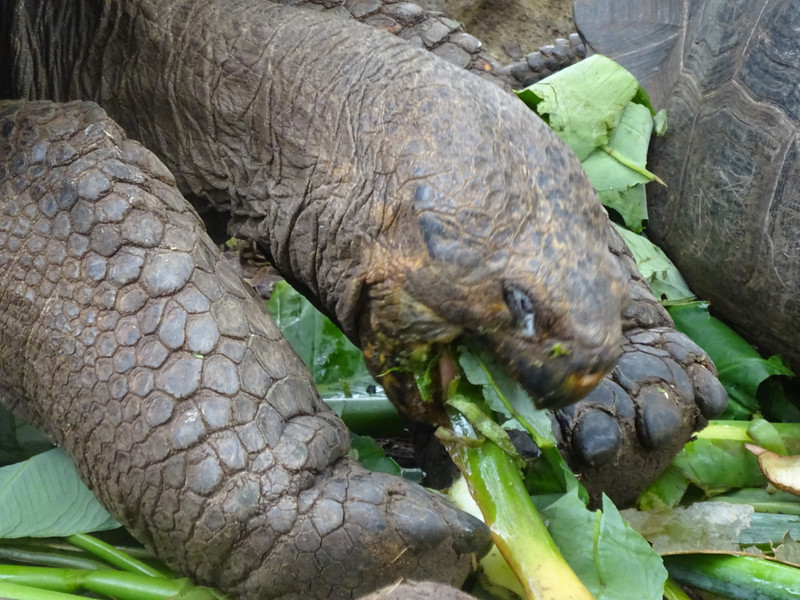 Giant Tortoise Eating