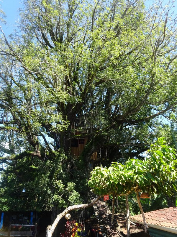 Tree House in a Ceiba Tree