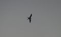 Frigate Bird In-Flight