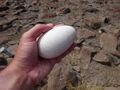 Waved Albatross, Abandoned Egg