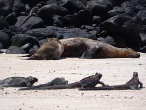 Sea Lions and Marine Iguanas