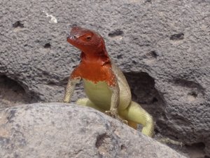 Colourful Lizard