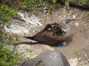 Blue-Footed Booby Incubating an Egg