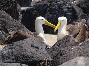 Waved Albatrosses