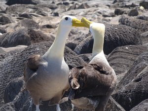 Waved Albatrosses Courting
