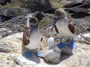 Blue-Footed Booby Family
