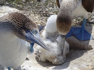 Blue-Footed Booby Family