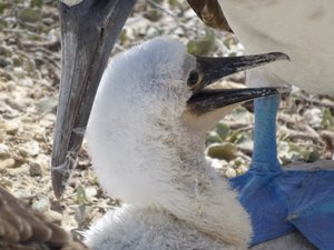 Blue-Footed Booby Chick