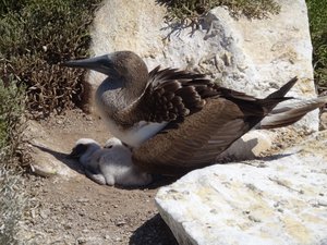 Blue-Footed Booby and Two Chicks