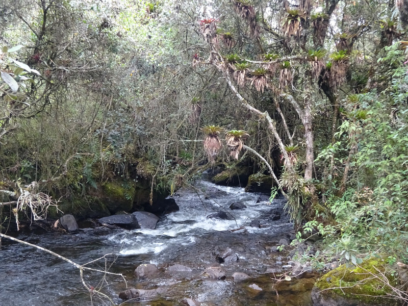 Andean Stream
