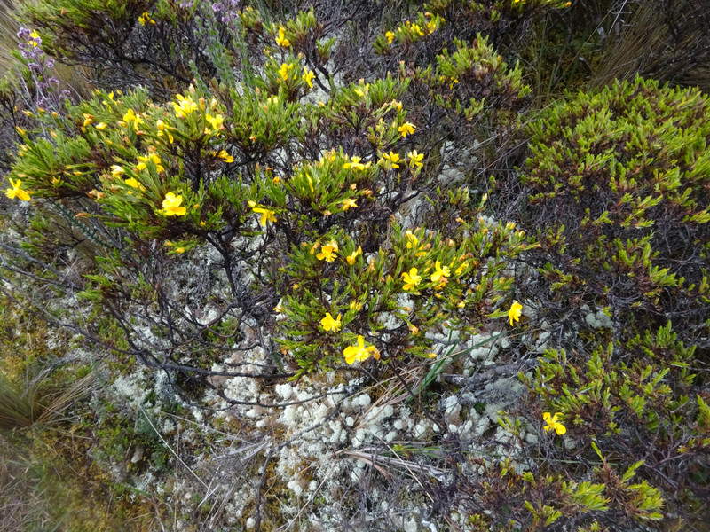 Alpine Plant