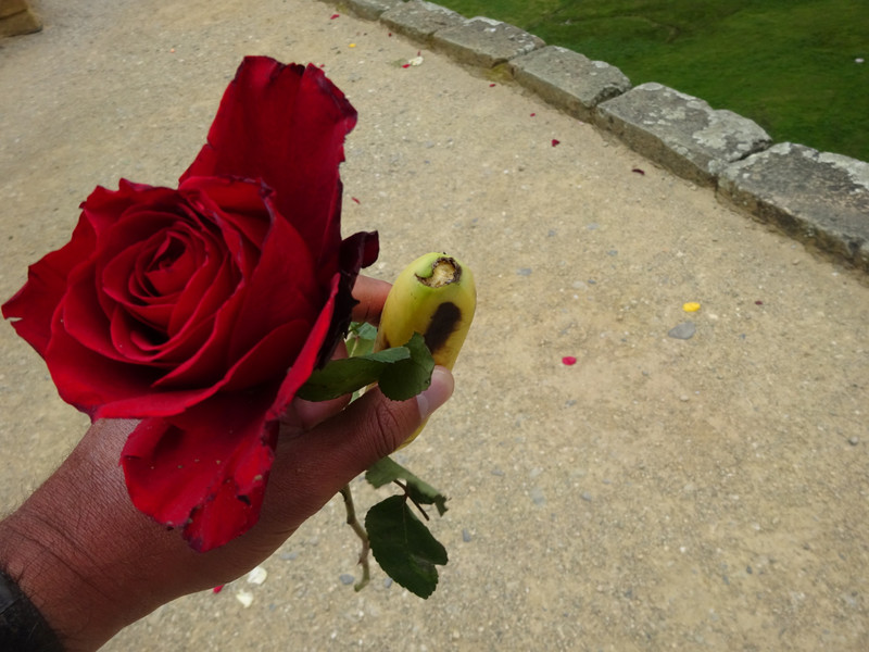 Rose and Banana, Offered to me at the End of the Ceremony