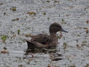 Duck, Laguna Llaviucu