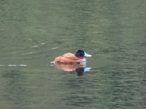 Andean Ruddy Duck, Laguna Llaviucu