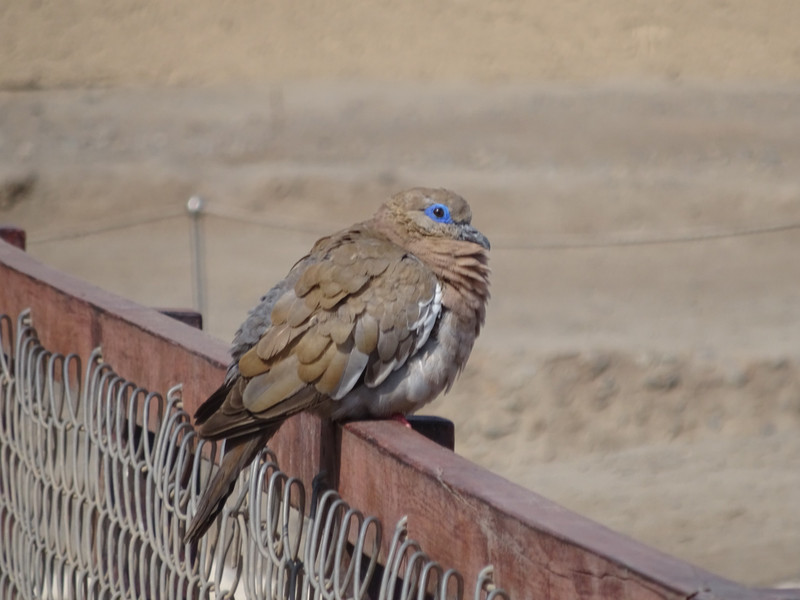 White-Tipped Dove?
