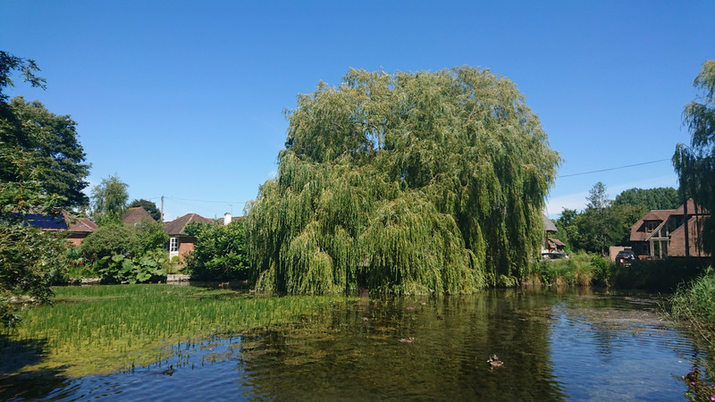 Beautiful Willow Tree