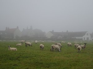 Sheep and The Village