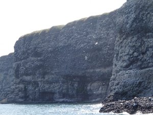 RSPB Fowlsheugh Cliffs