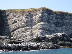RSPB Fowlsheugh Cliffs
