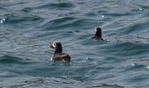 Puffins Swimming