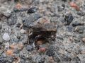 Tiny Frog, No Bigger than one's Little Finger Nail
