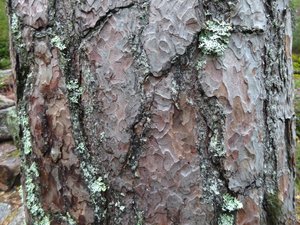 Unusual Tree Bark