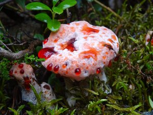 Devil's Tooth Fungus