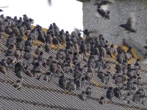 Starlings on a Roof