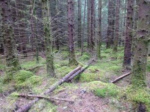 Inchnacardoch Forest