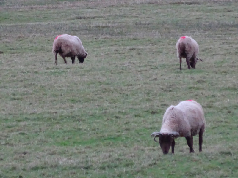 Loaghtan Sheep, Grove Museum