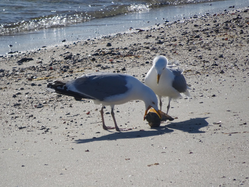 Seagulls Eating a Shellfish
