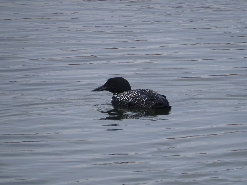 Common Loon, or Great Northern Diver