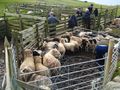 Sheep Inoculation