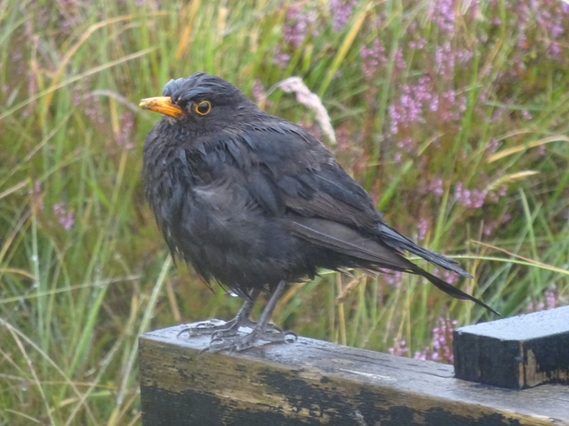 A Wet Blackbird!