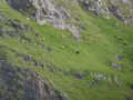 Sheep on a Cliff