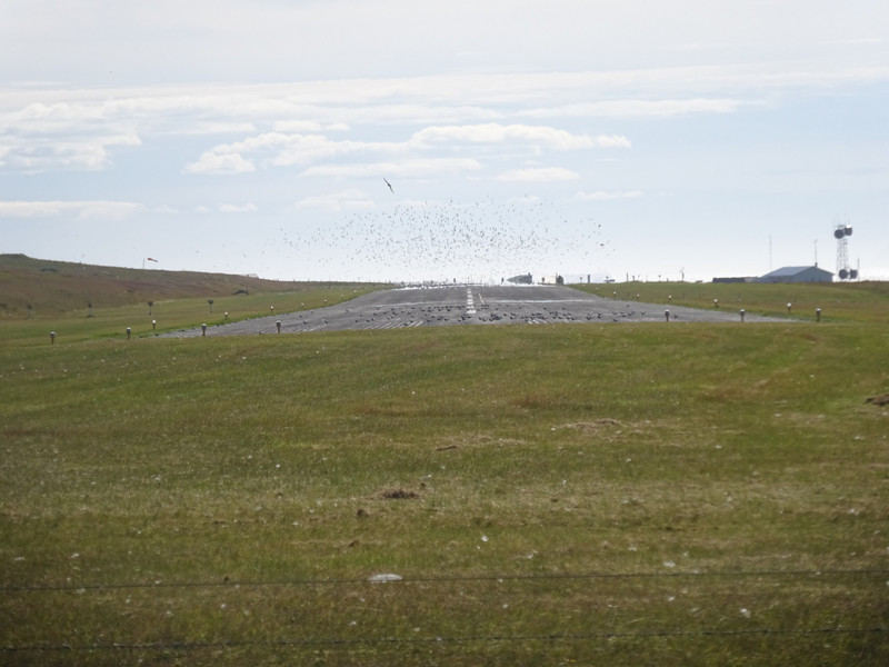 Arctic Terns on the Airport Runway
