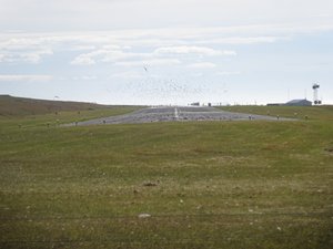 Arctic Terns on the Airport Runway