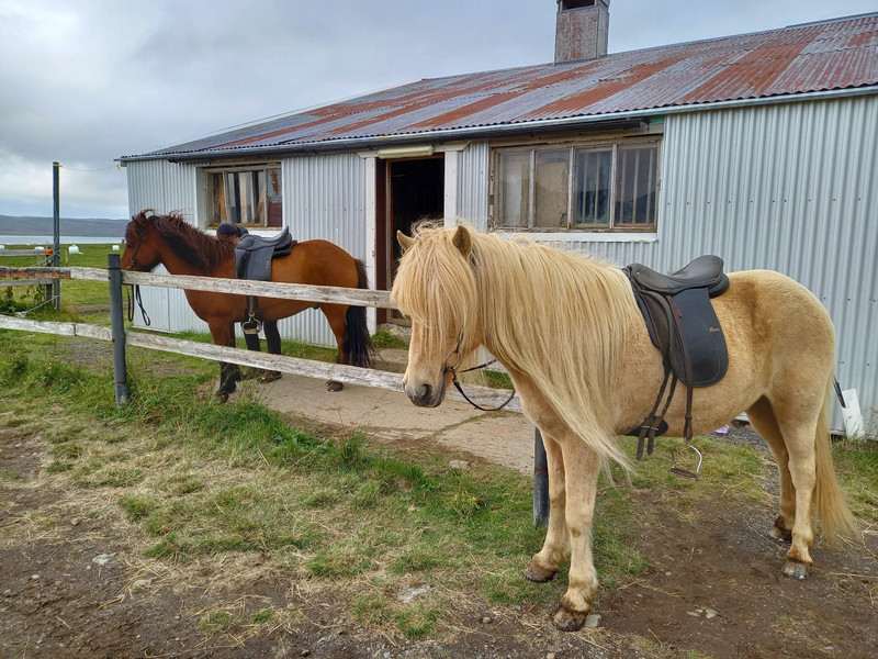 "Dagur", My Beautiful Fair Icelandic Horse