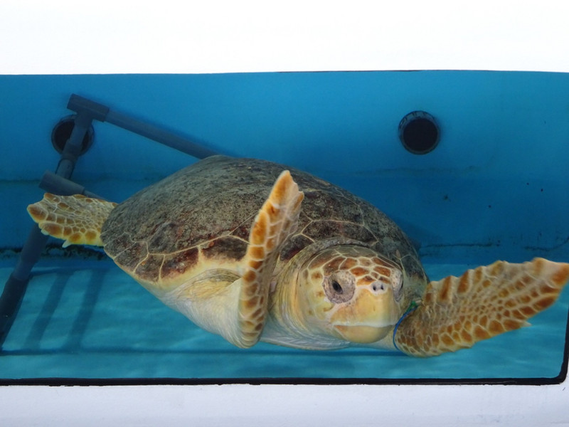 Rescued Sea Turtle