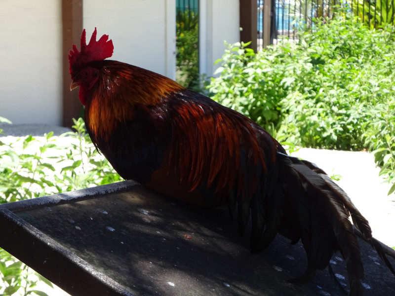 Local Rooster
