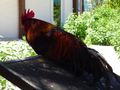 Local Rooster