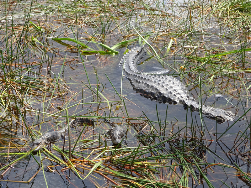 Mother Alligator and Two Babies