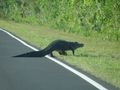 Alligator Crossing the Road!