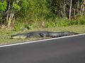Alligator Crossing the Road!