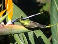 Bird of Paradise Flower and Sunbird