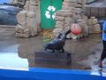 Seal Show